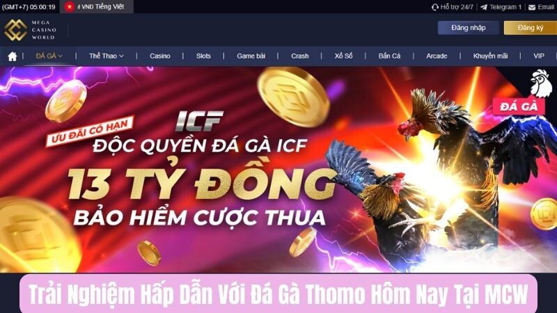 Giới thiệu về đá gà Thomo hôm nay tại MCW