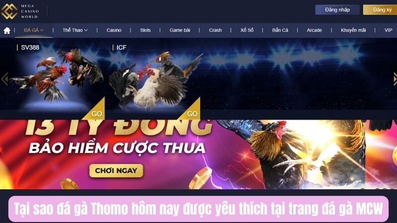 Tại sao đá gà Thomo hôm nay được yêu thích tại trang đá gà MCW